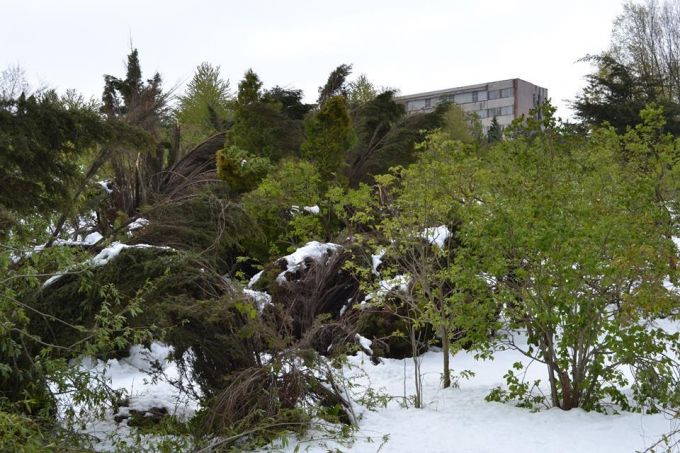GALERIE FOTO. Tragedie ecologică la Grădina Botanică. 80% din arbori au fost distruşi