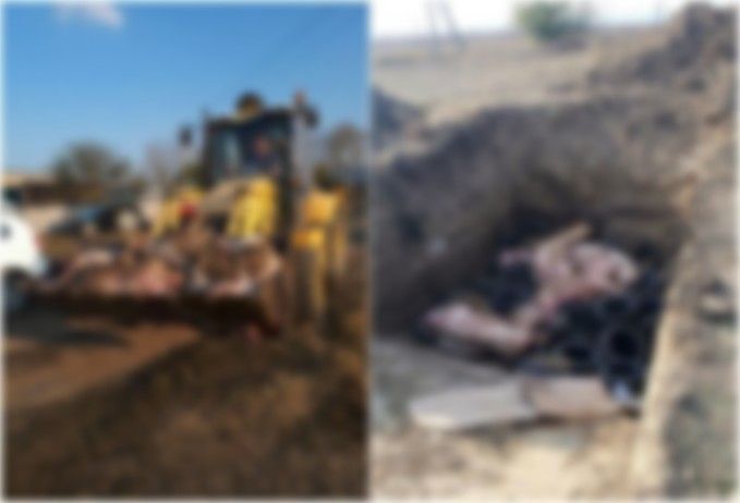 Peste 450 de porci din fermele şi gospodăriile din Crocmaz, Palanca şi Zîrneşti - eutanasiaţi de ANSA