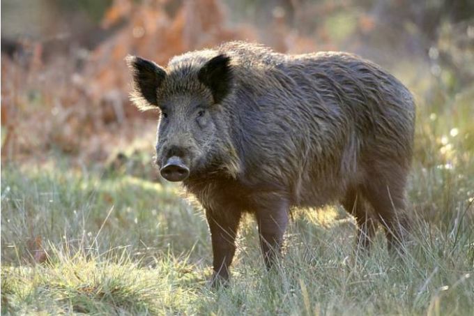 Focar de pestă porcină la Rezina! Virusul a fost depistat la un mistreţ omorât într-un accident rutier