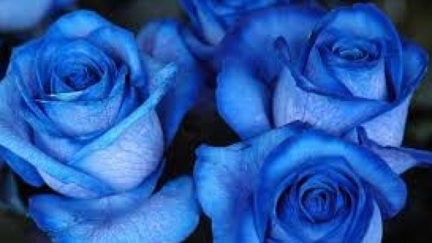 STUDIU. Trandafirii albaştri, mai aproape de realitate datorită tehnologiei genetice