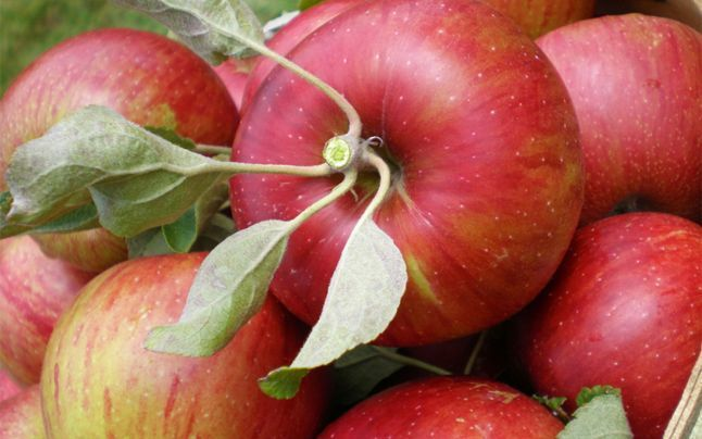 În acest an, exportul de mere din Republica Moldova spre Belarus este mai anevoios. Motivele