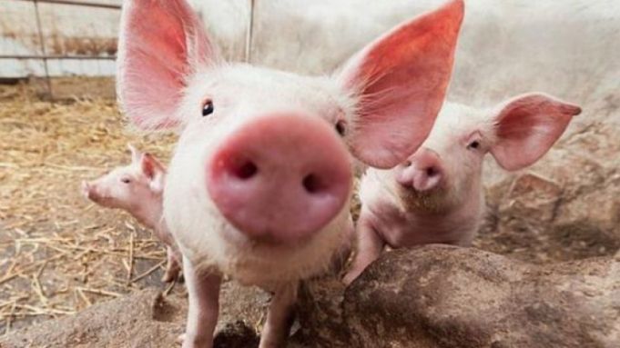 Porcii din satul Crocmaz, Ştefan Vodă, urmează să fie sacrificaţi
