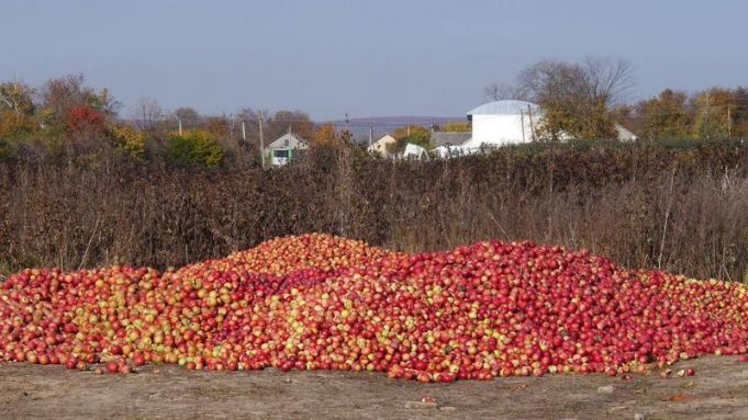 Criza agricultorilor care îşi lasă merele să putrezească pe câmp - Cum explică fostul ministru al economiei această situaţie