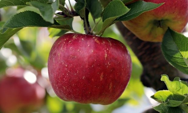 Alina Zotea: Pentru a-şi vinde merele în Rusia, agricultorii „trebuie să plătească bani intermediarilor care au blagoslovire de la domnul Dodon”