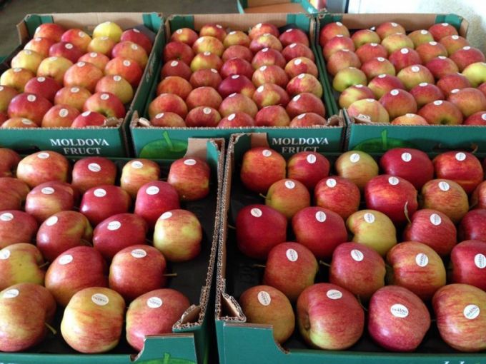 Parcul agro-industrial din Sângerei va exporta primul lot de mere în Arabia Saudită