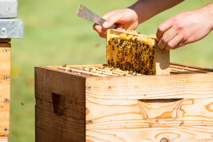 Pentru prima dată, apicultori din R. Moldova vor produce miere ecologică certificată conform cerinţelor UE