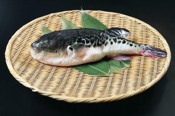Peştele Fugu, care poate ucide un om dacă nu e gătit cum trebuie, a suferit o mutaţie genetică