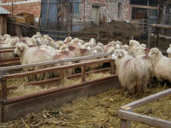 11 ferme zootehnice din Republica Moldova au fost atestate în categoria de prăsilă