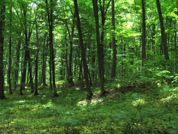 Pădurea Centenar, demers al silvicultorilor din România şi Republica Moldova