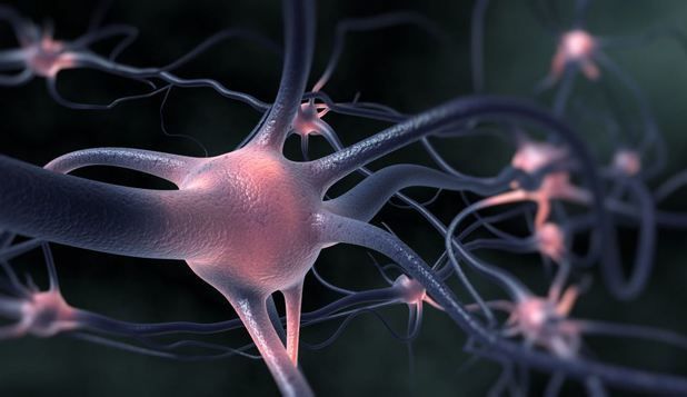 O nouă metodă permite savanţilor să observe interacţiunea dintre neuroni în timp real