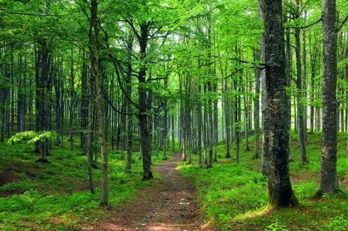 Reducerile de CO2 şi planurile de împădurire, două obiective ale acordului de la Paris, sprijinite de către Parlamentul European
