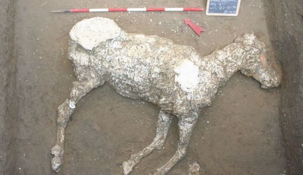 Descoperire arheologică fascinantă la Pompei. Au fost găsite rămăşiţele unui cal