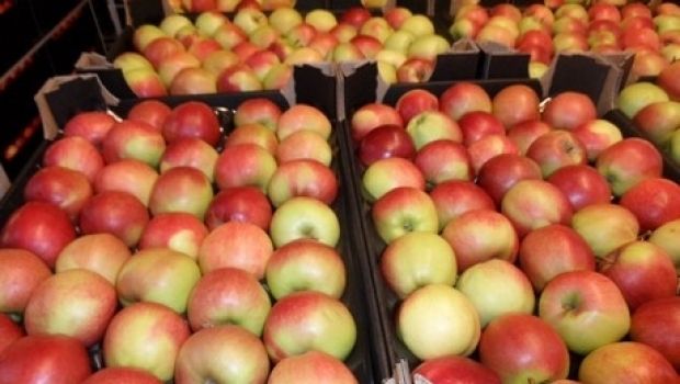 Producătorii din Republica Moldova vor putea exporta mere în Israel