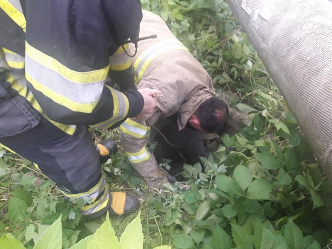 VIDEO. Pompierii au salvat trei câini, care au căzut într-o fântână de canalizare