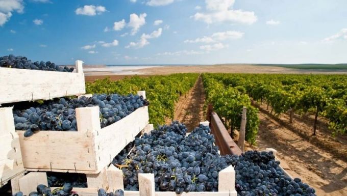 Circa 45% din vinuri au fost exportate în ţările europene în anul 2017 
