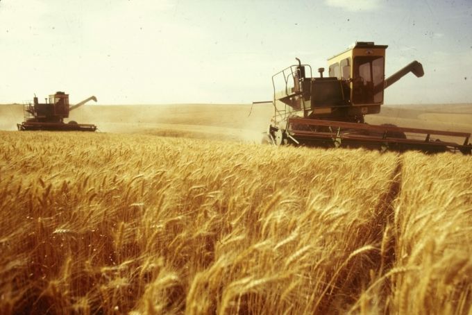 Condiţiile climaterice favorizează creşterea preţului de realizare a grâului