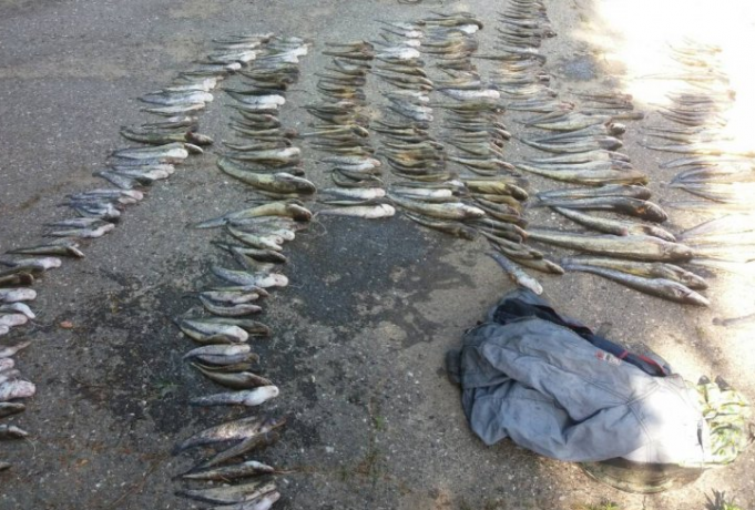 Patru braconieri au fost documentaţi pentru pescuit ilegal în apele Prutului
