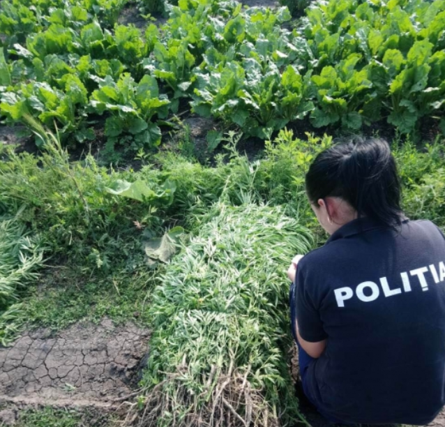 Plante de cânepă printre rânduri de sfeclă de zahăr, depistate de poliţişti în nordul ţării