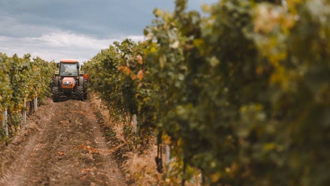 Creştem competivitatea sectorului viticol prin introducerea soiurilor apirene şi culturii pe tulpină înaltă cu ajutorul României