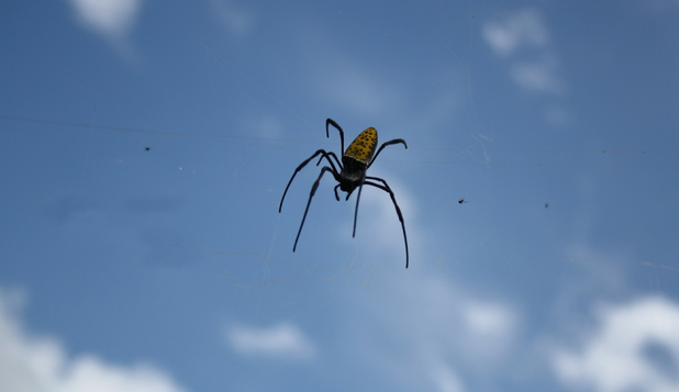 Charles Darwin avea dreptate, păianjenii pot utiliza electricitatea pentru a ''zbura''