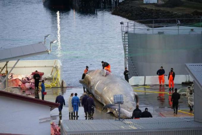Uciderea unui cetaceu care ar putea fi o balenă albastră, specie protejată, stârneşte o polemică aprinsă în Islanda