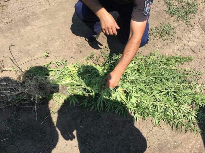 Poliţiştii au descoperit un teren agricol de două hectare, cultivat cu plante de cânepă