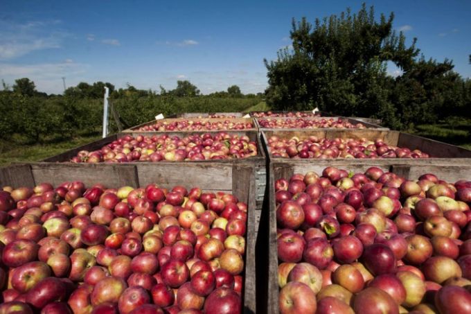 20 de tone de mere din Republica Moldova au fost interzise în Federaţia Rusă