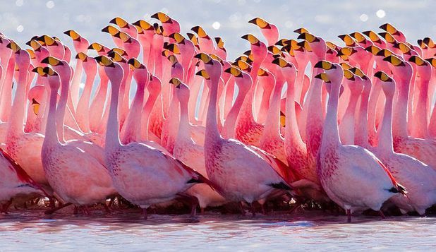 Pentru prima oară după 15 ani, o specie rară de flamingo a depus ouă, însă acest lucru nu va salva specia