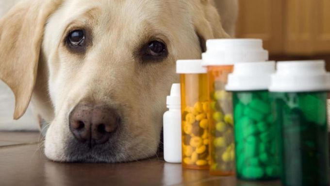 Piaţa medicamentelor de uz veterinar va fi reglementată de o nouă lege