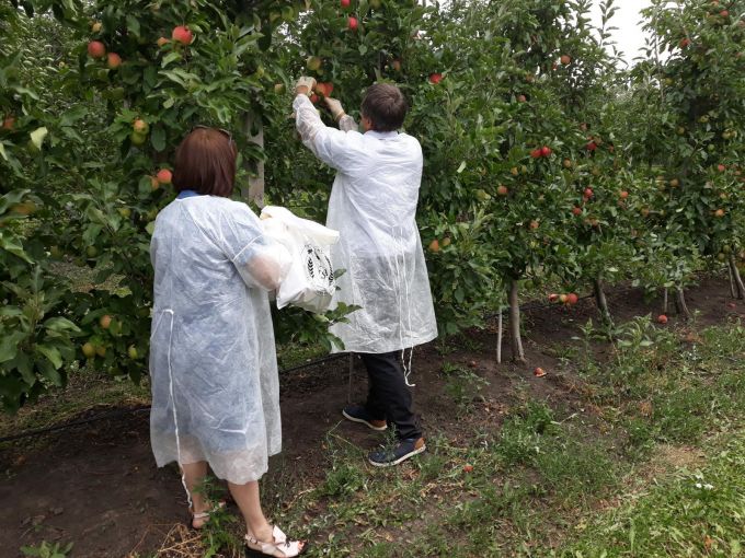 Inspectorii ANSA au început prelevarea probelor în livezile de mere