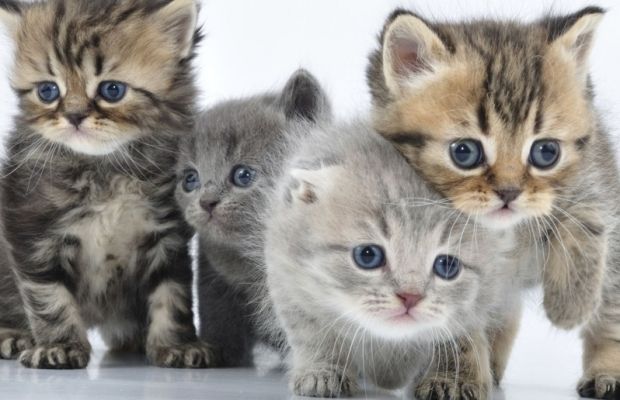8 august, Ziua Internaţională a Pisicii. Celebrităţile Miau ale social-media