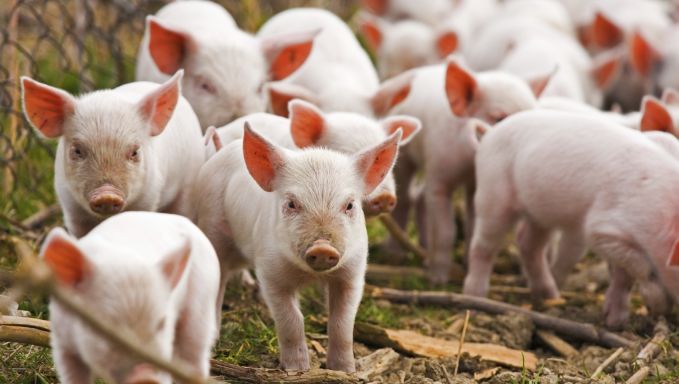 ANSA anunţă că restricţiile din cauza pestei porcine mai sunt valabile în Vulcăneşti şi Giurgiuleşti