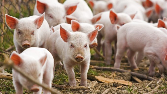 Patru focare de pestă porcină au fost identificate în două raioane din sudul Republicii Moldova