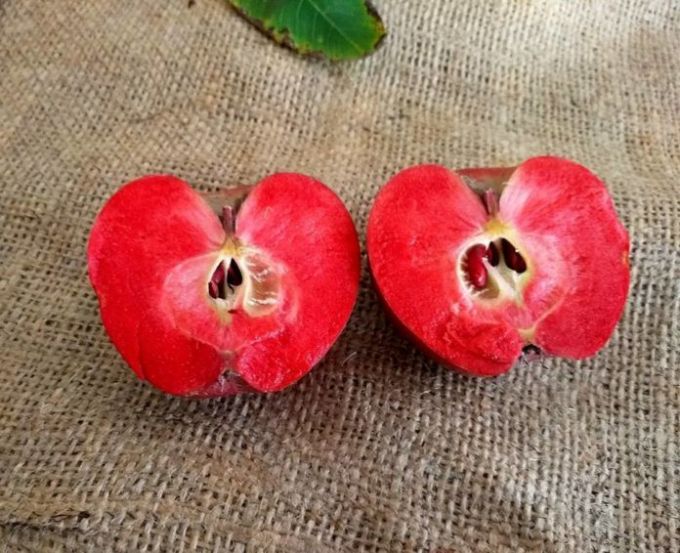 Primul soi de măr cu miezul roşu creat în R. Moldova