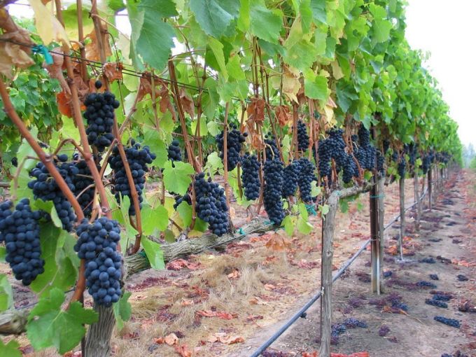 Investiţiile în sectorul vitivinicol şi horticol vor fi stimulate financiar