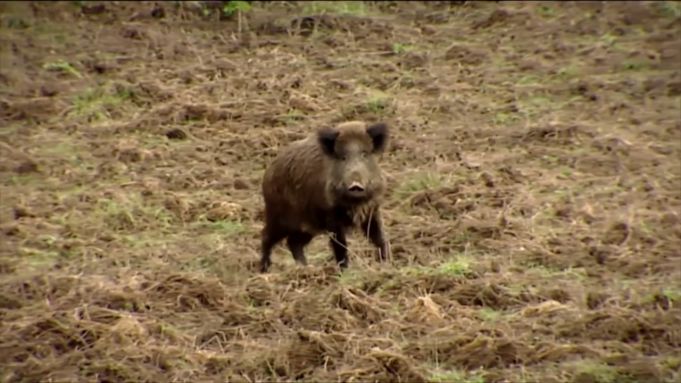 Sezonul de vânătoare a fost prelungit în legătură cu răspândirea pestei porcine africane