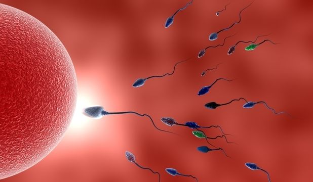 Cercetătorii au creat, în premieră, ovule umane imature din celule stem