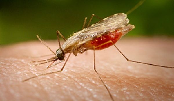 O specie de ţânţari purtători de malarie a fost nimicită cu ajutorul modificării genetice