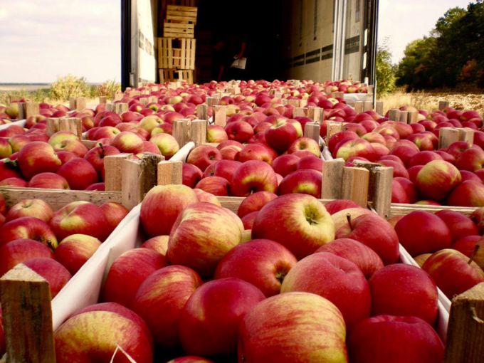 Mold-street: Scheme la exportul de mere. Fructele din Ucraina ajung în Rusia prin Republica Moldova
