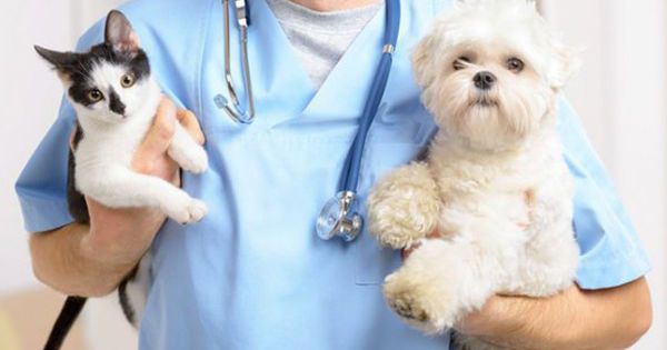 Neajustarea tarifelor îi determină pe mulţi medici veterinari să renunţe la profesie