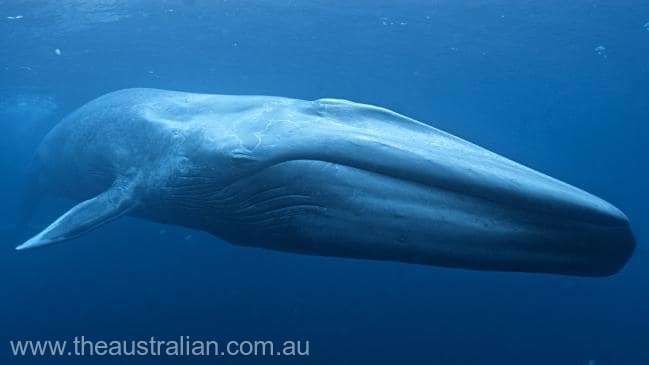 O echipă internaţională de cercetători va merge în Antarctica pentru a realiza un studiu amplu despre balenele albastre