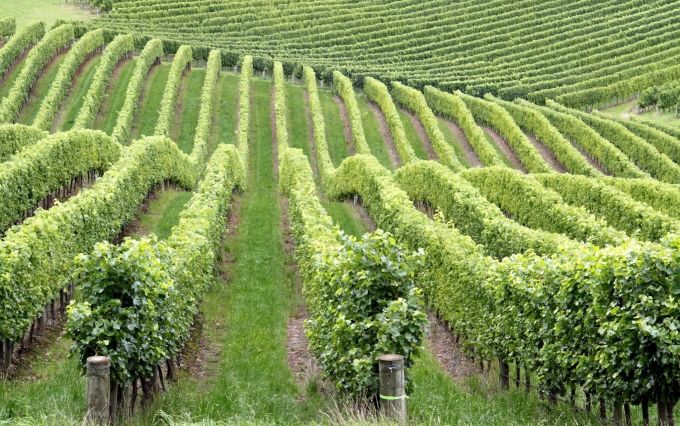 În R. Moldova va fi elaborat un nou Program de dezvoltare a sectorului vitivinicol pentru anii 2020-2030