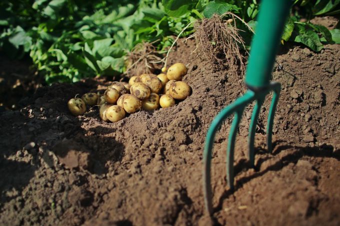 Ministerul Agriculturii va propune producătorilor de cartofi dezvoltarea unei baze autohtone de seminţe pentru plantare