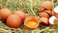 Ouă cu medicamente împotriva cancerului au fost produse de găini modificate genetic