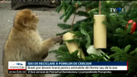 VIDEO. Idei de reciclare a pomilor de Crăciun. Brazii pot deveni hrană pentru animalele de la ferme sau de la zoo