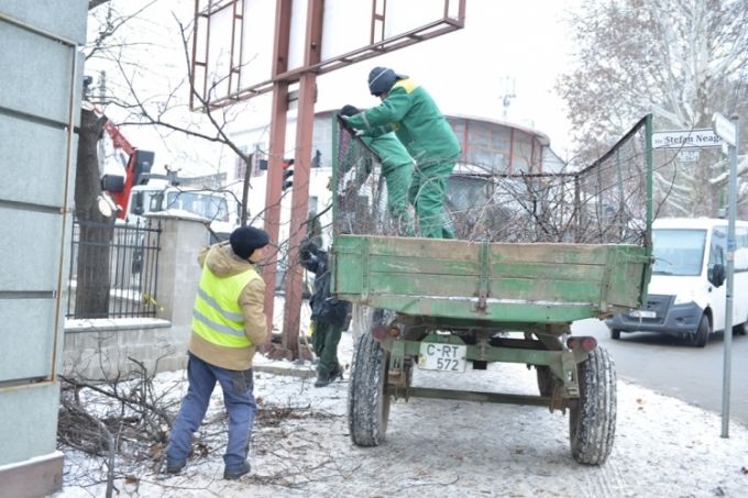 Pe mai multe adrese din Chişinău au loc lucrări planificate de curăţare şi tăiere a arborilor