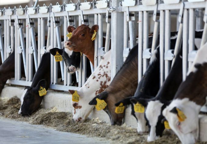 Bloomberg: Rusia importă mii de vaci din Europa