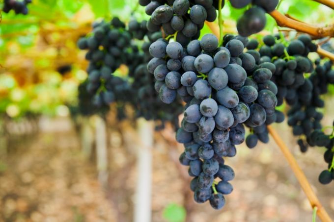 Ministerul Agriculturii îndeamnă producătorii din sectorul vitivinicol să se înregistreze în Registrul Vitivinicol
