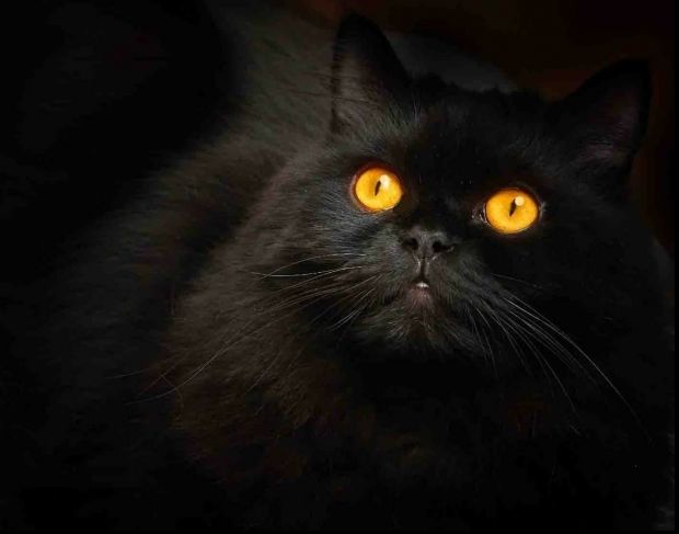 27 octombrie, ziua pisicilor negre. Cu ce au „greşit” de-a lungul istoriei