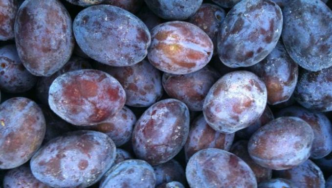 Peste 600 de tone de prune moldoveneşti au ajuns pe pieţele din Germania